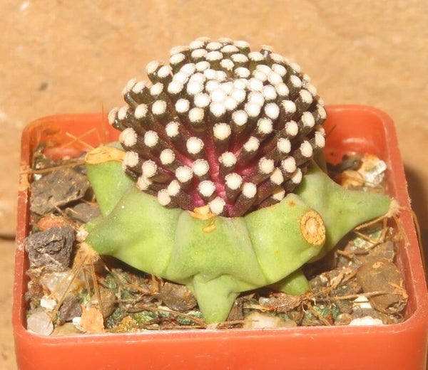 Mammillaria luethyi