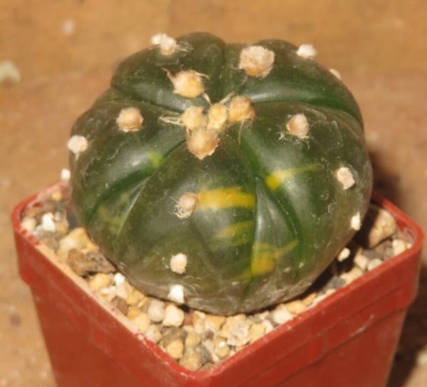 Astrophytum asterias f. Nudum cv variegata