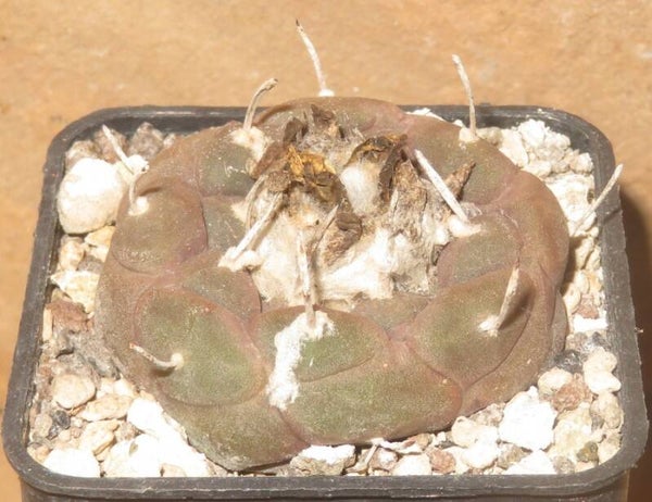 Turbinicarpus jauernigii - Alte Pflanze