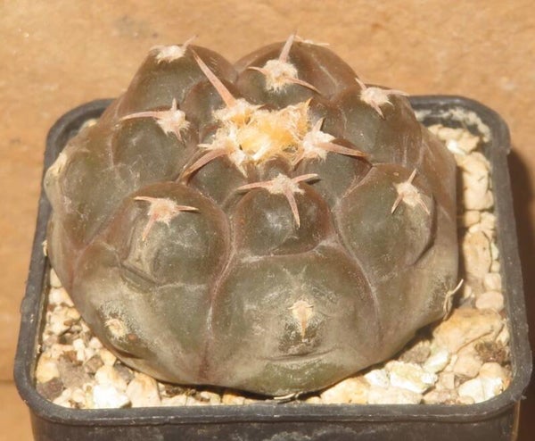 Gymnocalycium prochazkianum VG345 Quilino, Cordoba, 459m, Argentinien