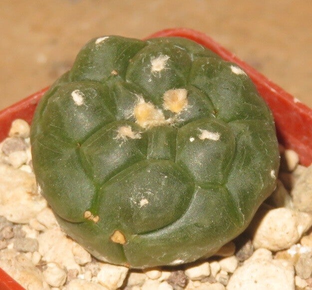Astrophytum asterias f. Nudum cv Kikko
