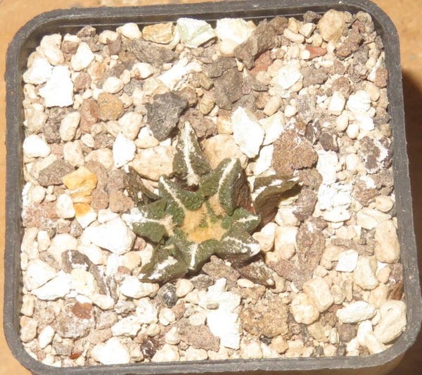 Ariocarpus kotschoubeyanus var. elephantidens Vista Hermosa, Queretaro, Mexico
