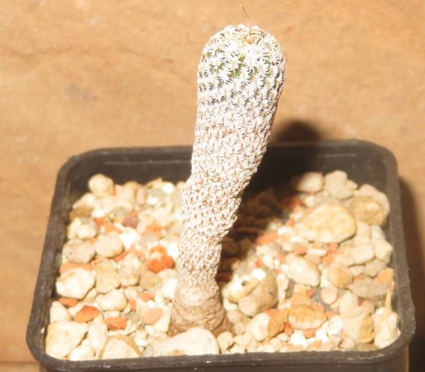 Turbinicarpus heliae RS504B Actopan-Ixmiquilpan Hidalgo Mexico