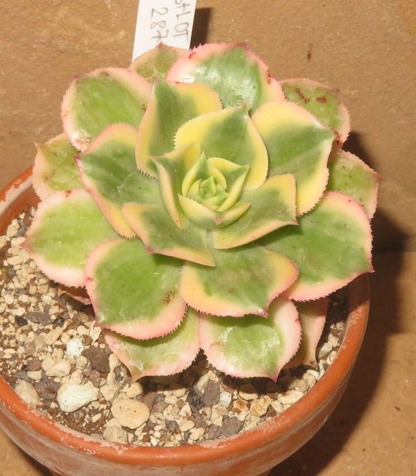 Aeonium decorum cv Tricolor variegata