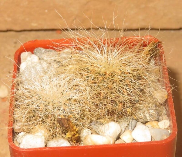 Sulcorebutia hertusii - senilis KK2005 Murillo,2800m, Bolivien