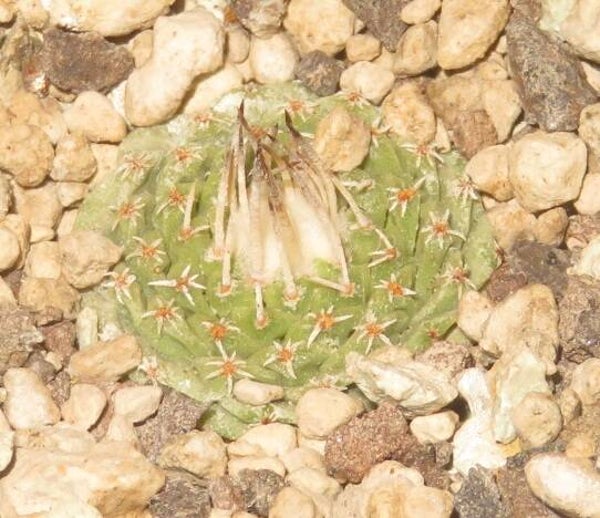 Strombocactus disciformis v. minimus VM204 Penamiler, Queretaro, Mexico