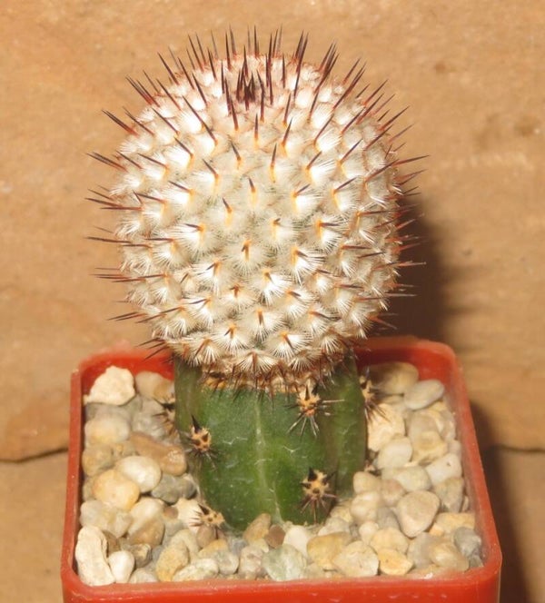 Mammillaria perezdelarosae v. andersonii JMT319 Villa Garcia, Zac. Mexiko