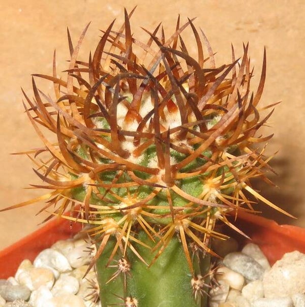 Eriosyce rhodentiophila JMT450 Quebrada Cortalera Chile