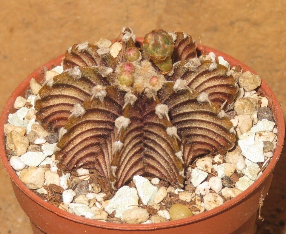 Gymnocalycium friedrichii VoS12-1241 Agua Dulce, Alto Paraguay