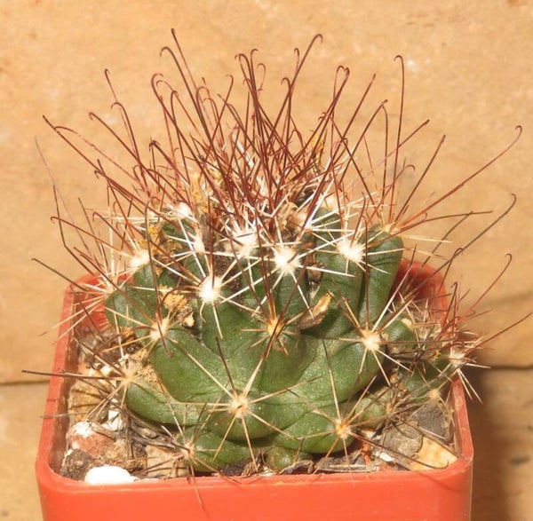 Cumarina odorata Lazaro Cardenas