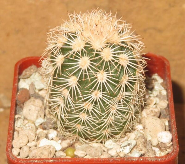 Echinocereus dasyacanthus var ctenoides
