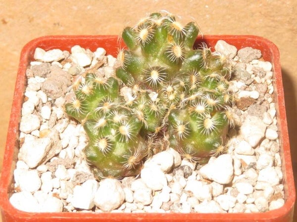 Mammillaria saboae ssp haudeana