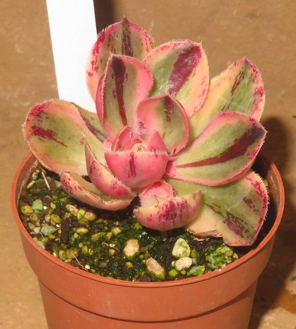 Aeonium marnier lapostolle variegata