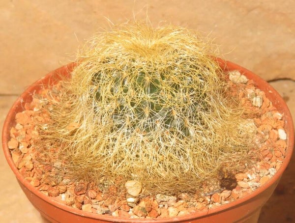 Sulcorebutia patriciae LH1123 - hertusii