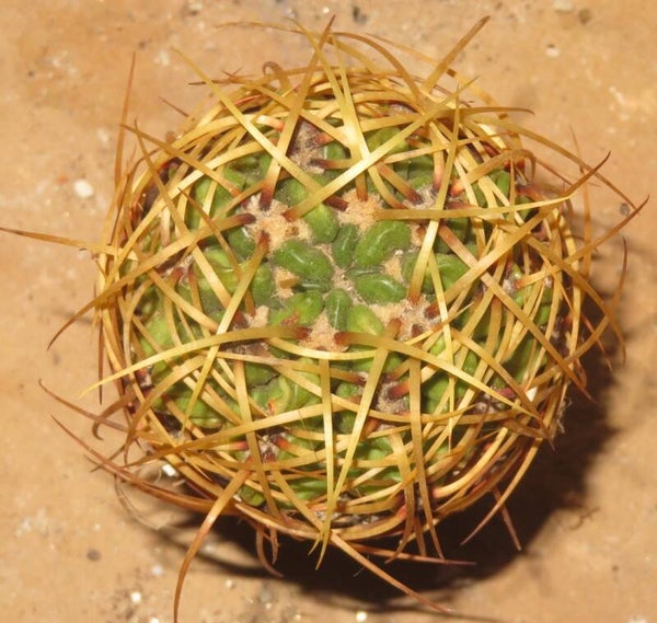 Gymnocalycium monvillei