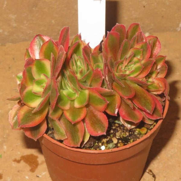 Aeonium cv Athena cristata variegata