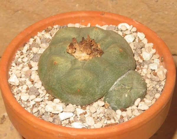 Lophophora koehresii VH212 Morita SLP Mexico