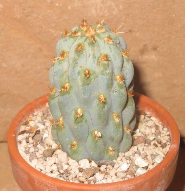 Miqueliopuntia miquelii