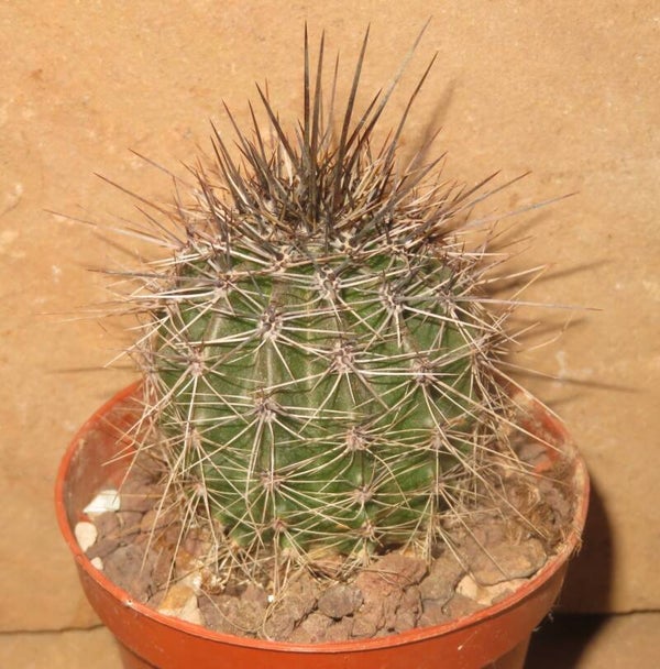 Carnegiea gigantea - Saguaro Kaktus