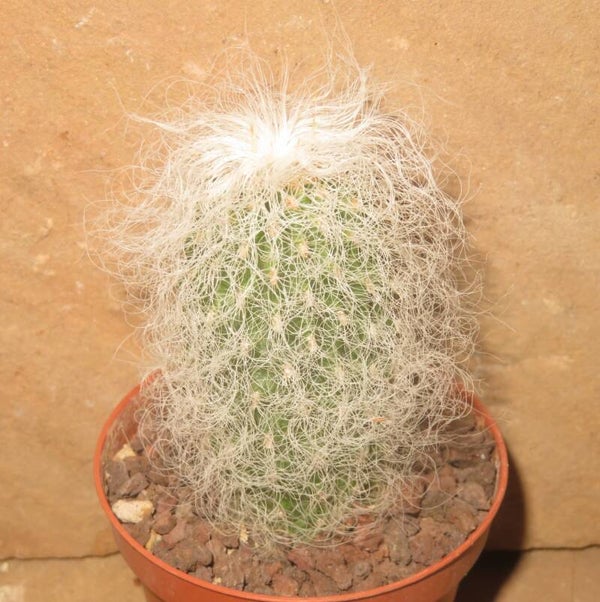 Cephalocereus senilis - Greisenhaupt