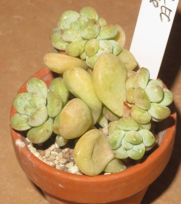 Pachyphytum cv Bubble Gum NEW!!!