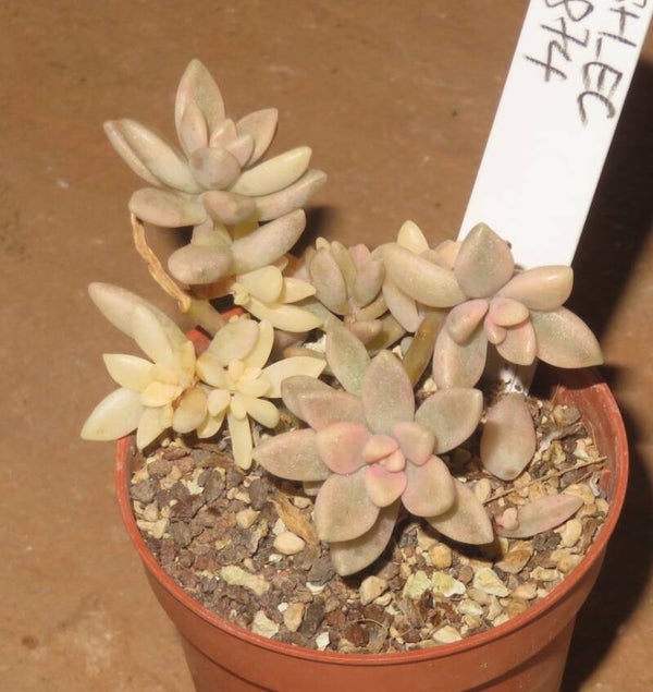 Graptopetalum mendozae Mirinae variegata