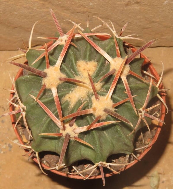 Echinocactus texensis - Homalacephala