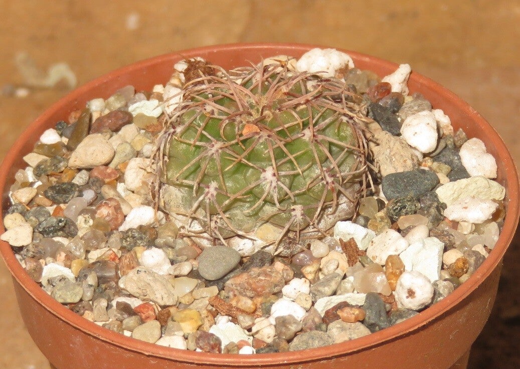 Gymnocalycium leptanthum JBE328.1  Cordoba, Argentinien