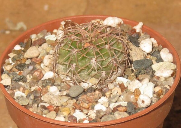 Gymnocalycium leptanthum JBE328.1  Cordoba, Argentinien