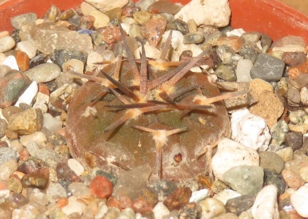 Gymnocalycium riojense JBE337.1
