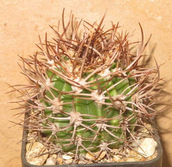 Lobivia leucantha Cerro Negro Catamarca Argentinien - Echinopsis