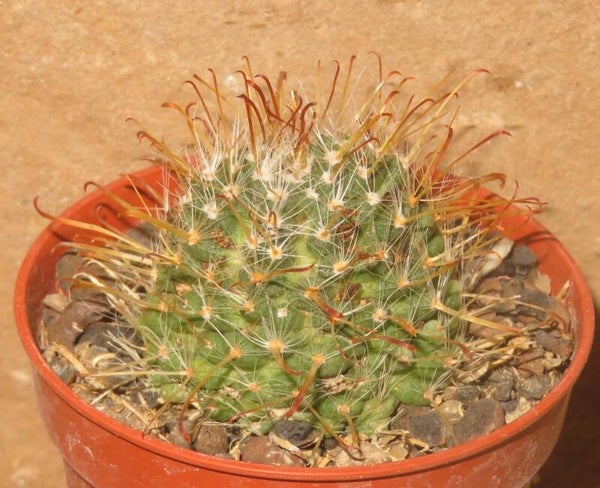 Mammillaria sp monstrosa