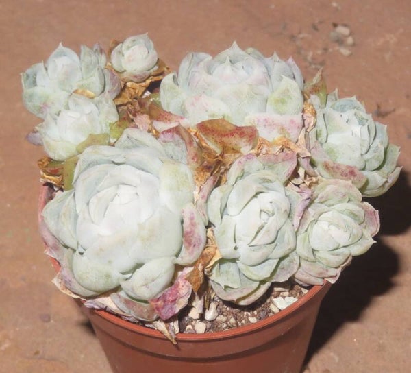 Echeveria cv Hughmillus - 2 Blätter / Blattstecklinge