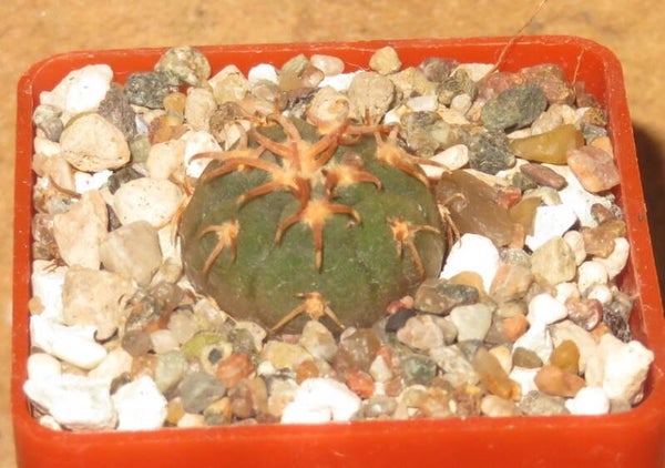 Gymnocalycium spegazzinii v. unguispinum SL44b