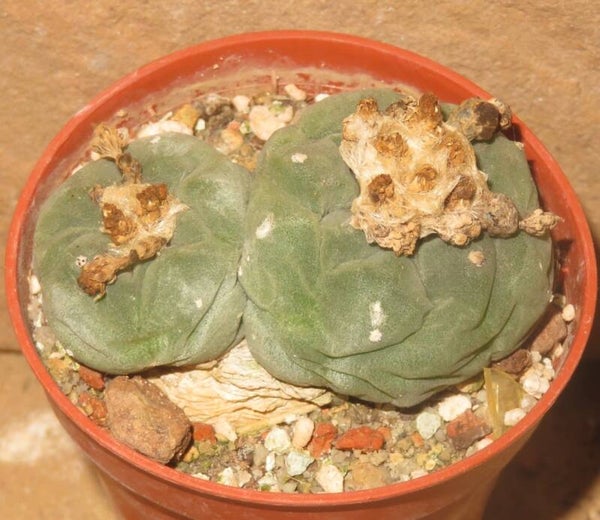 Lophophora fricii Viesca Coahuila Mexiko
