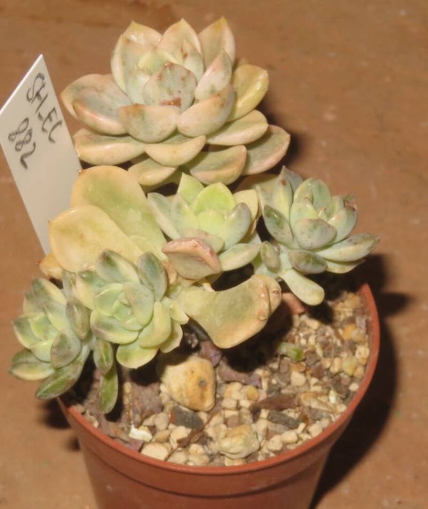 Echeveria cv Tinkerbell variegata