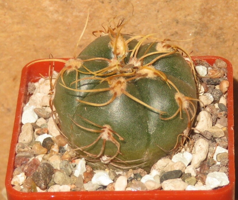 Gymnocalycium denudatum cv. Jan Suba