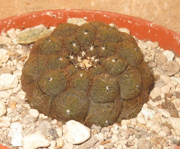 Copiapoa hypogaea cv Lizard Skin