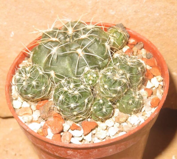Gymnocalycium andreae P213 Cerro Los Gigantes 1900m Cordoba Argentinien