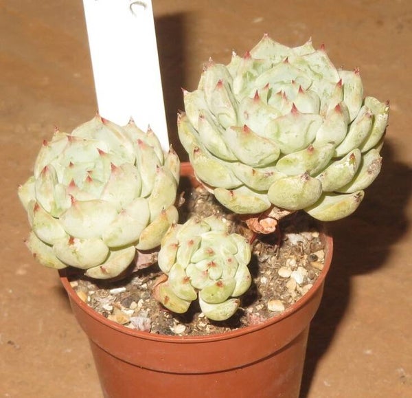 Echeveria cuspidata v mexicensis