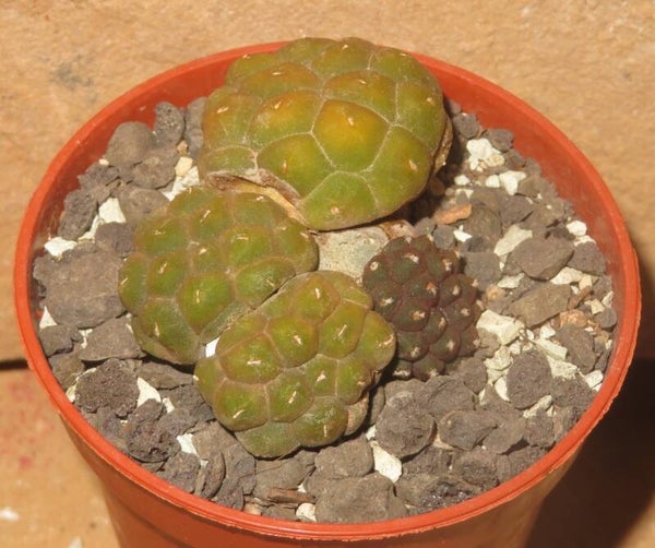 Puna bonnieae f. inermis Catamarca, 2500 - 3300 m, Argentinien