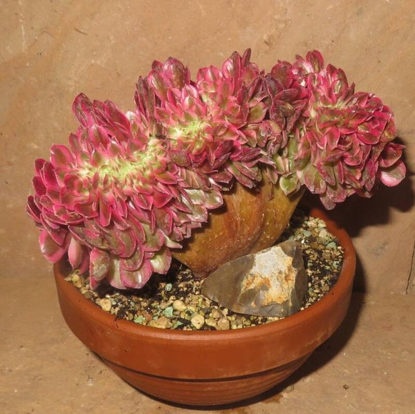 Aeonium cv Magic Candle cristata variegata