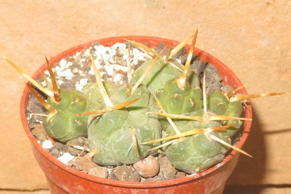 Tephrocactus rossianus - Cumulopuntia