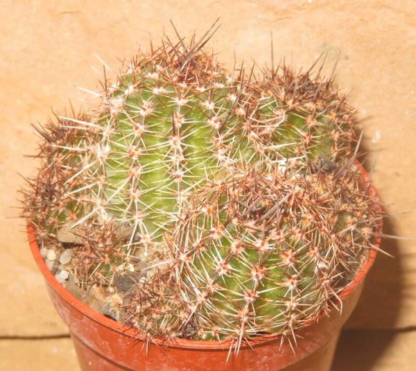 Lobivia aurea v. shaferi - Echinopsis