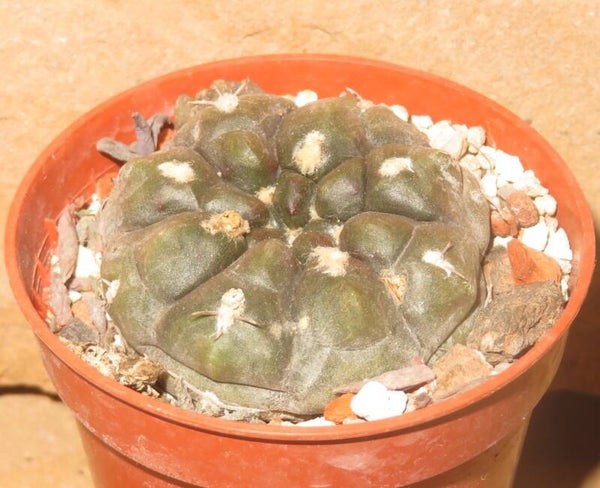 Gymnocalycium chubutense ssp dubniorum JPR 92-68154 Puerto Madryn, Chubut, Argentinien