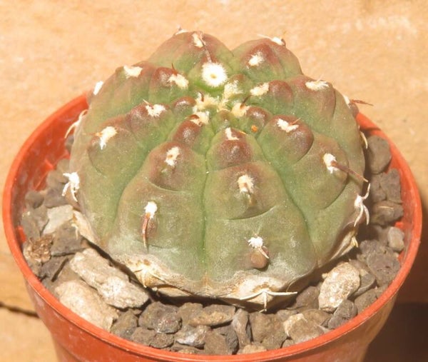 Gymnocalycium vatteri inermis