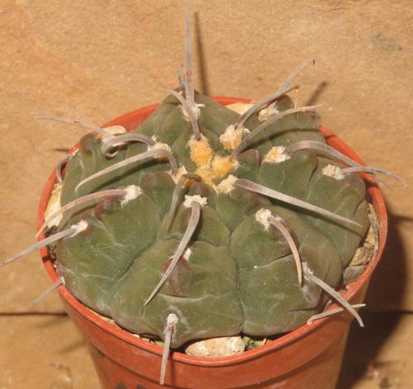 Gymnocalycium vatteri - Eindornig