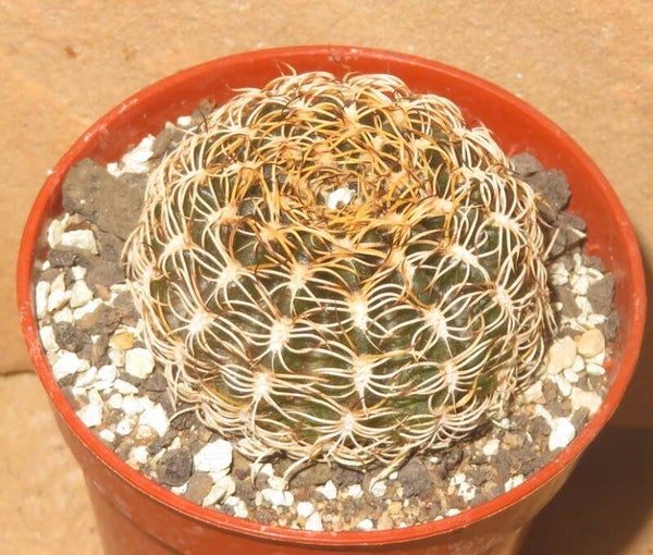 Lobivia tiegeliana