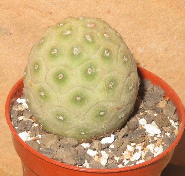 Tephrocactus geometricus - Stachellos