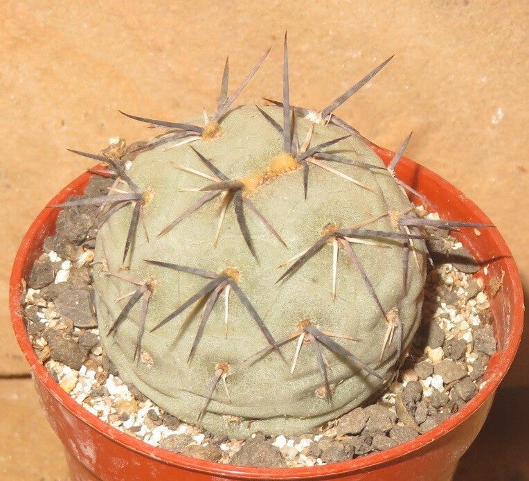 Tephrocactus geometricus schwarze Stacheln